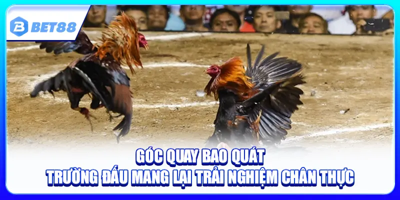 Đá Gà Bet88